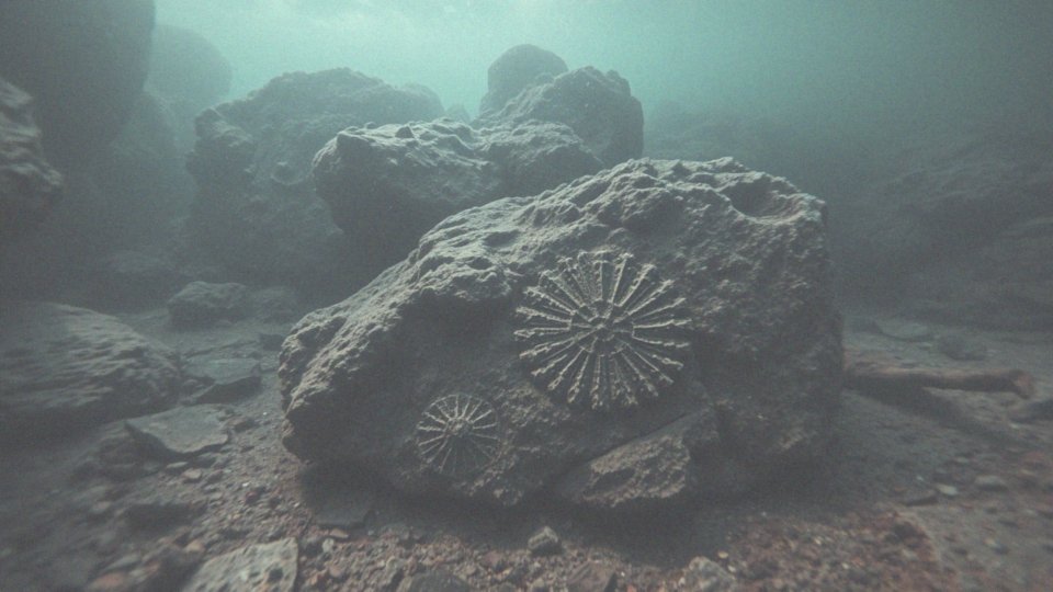 Kiedy pojawiły się rekiny? Historia ich ewolucji i dominacji w oceanach